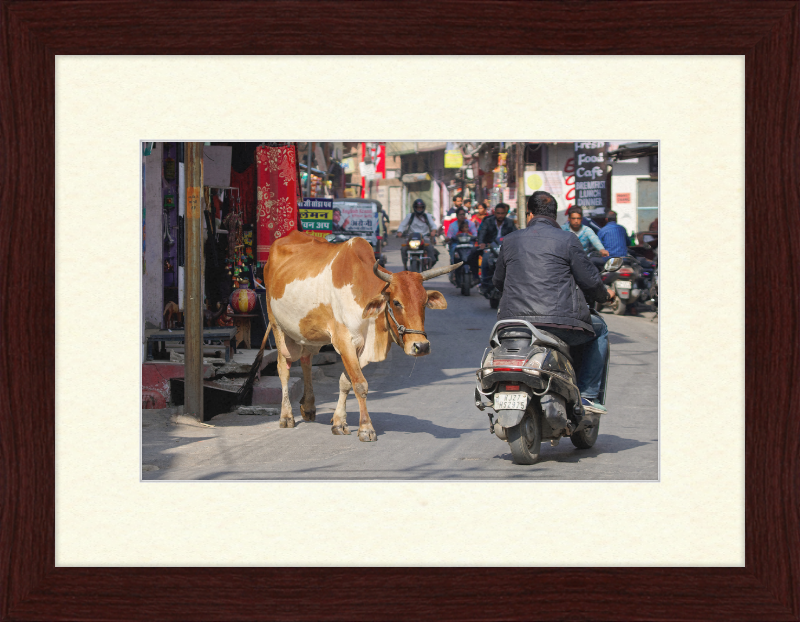 A Cow on the Streets of Udaipur - Great Pictures Framed