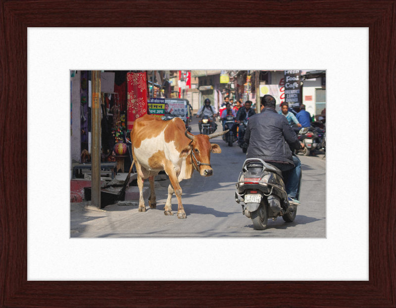 A Cow on the Streets of Udaipur - Great Pictures Framed