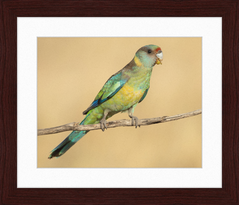 Mallee ringneck - Patchewollock Conservation Reserve - Great Pictures Framed