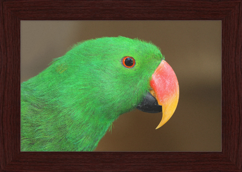Eclectus Roratus - Great Pictures Framed