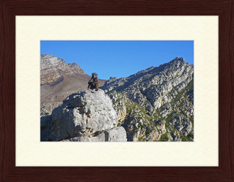 The Steenbras River Gorge Monkey - Great Pictures Framed