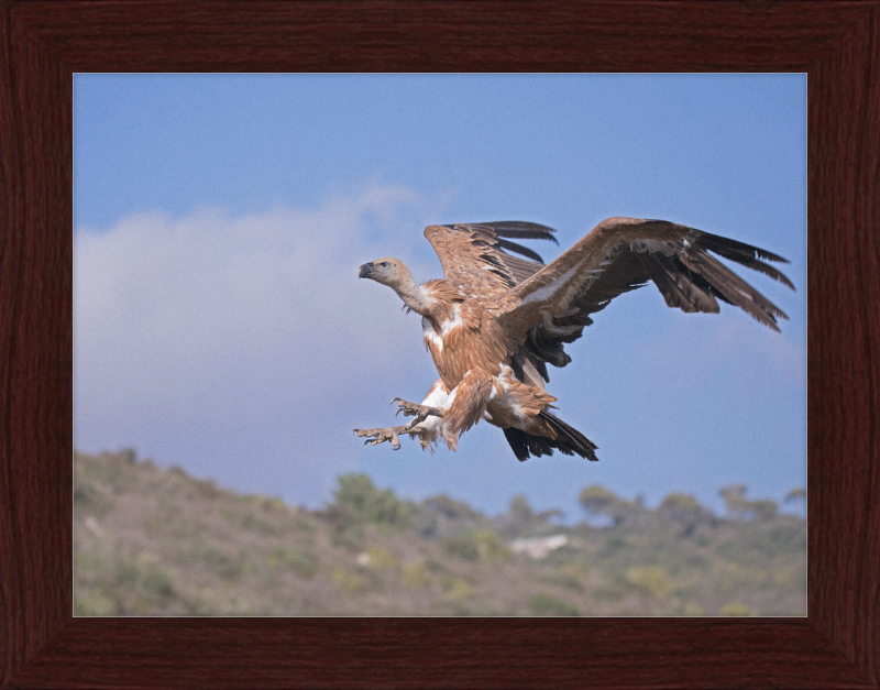 The Flight of a Griffon - Great Pictures Framed