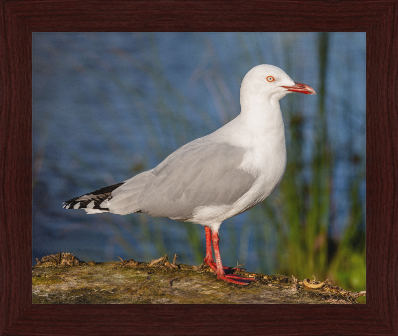 Red-billed Gull, Red Zone, Christchurch, New Zealand - Great Pictures Framed