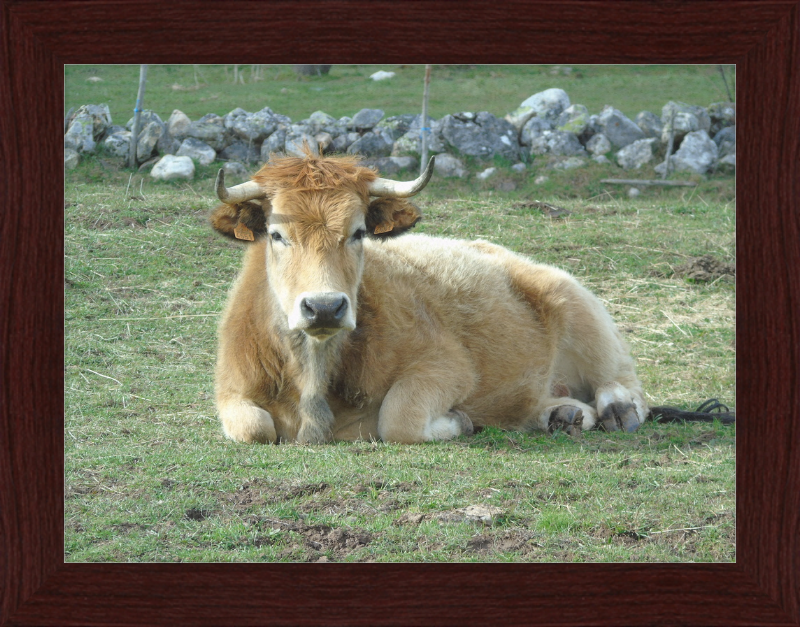 A Bull in San Emiliano - Great Pictures Framed