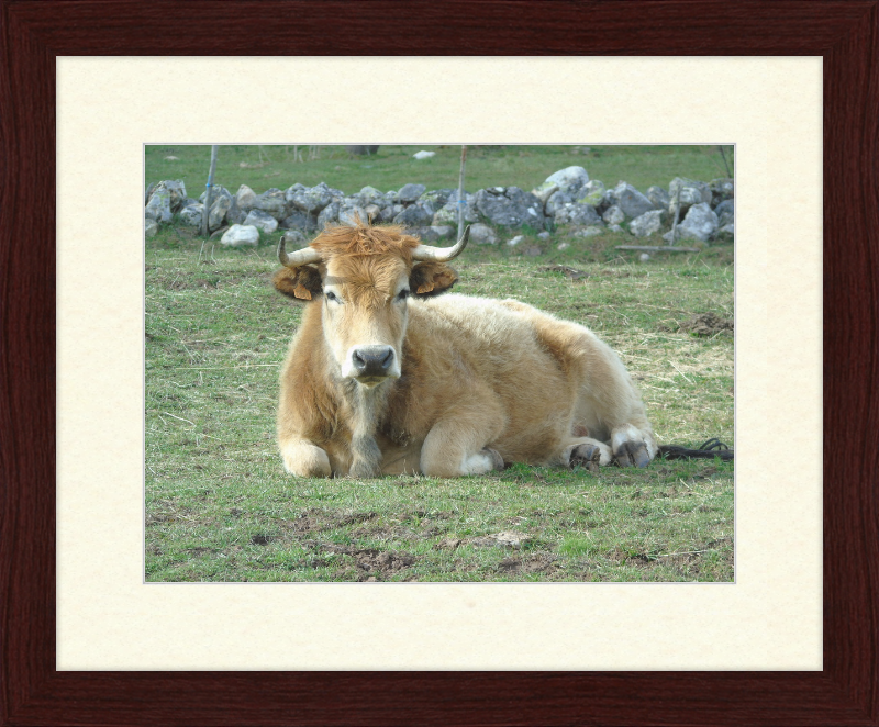 A Bull in San Emiliano - Great Pictures Framed