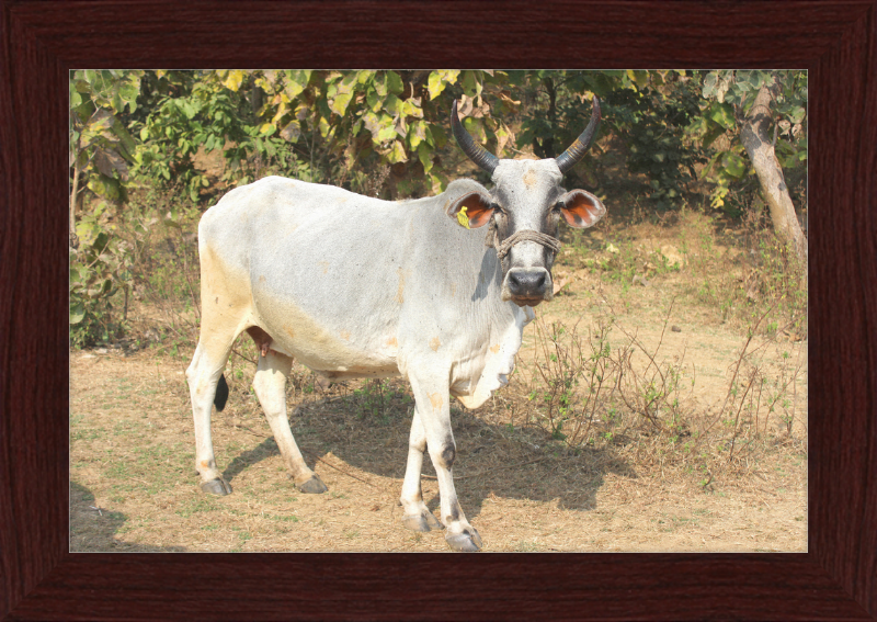 Bhopal Cow - Great Pictures Framed