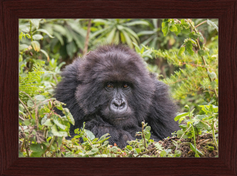 A Mountain Gorilla in Rwanda - Great Pictures Framed