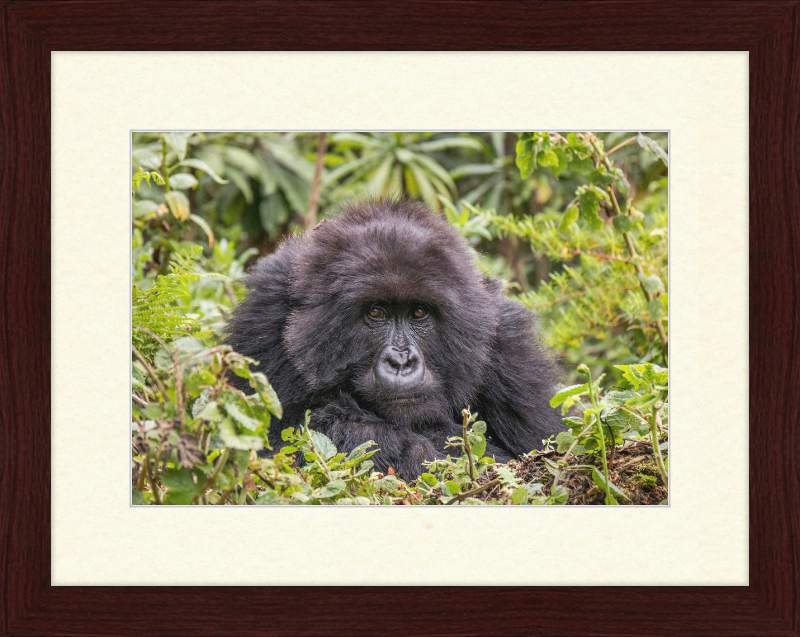 A Mountain Gorilla in Rwanda - Great Pictures Framed