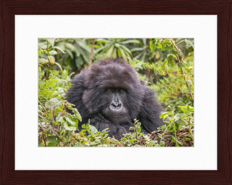 A Mountain Gorilla in Rwanda - Great Pictures Framed