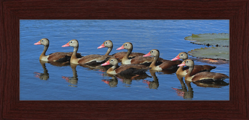 Black-bellied Ducks with Pink Bills - Great Pictures Framed