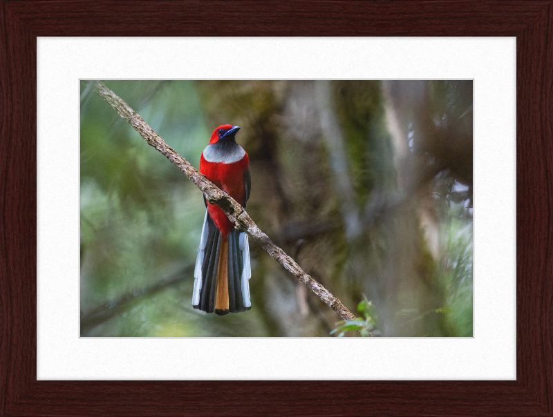 Whitehead's Trogon - Great Pictures Framed