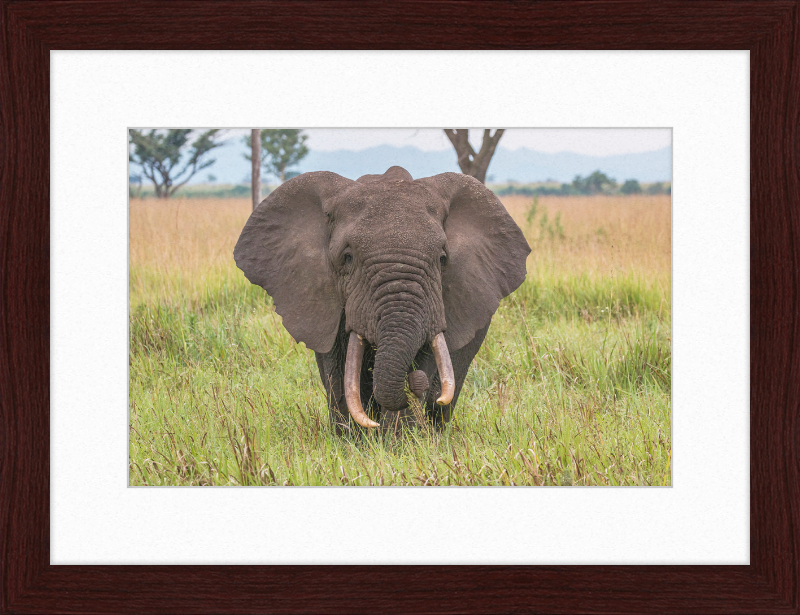 An African Elephant - Great Pictures Framed