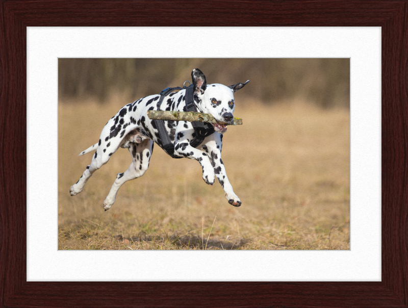 Dalmatian Fetching a Stick - Great Pictures Framed