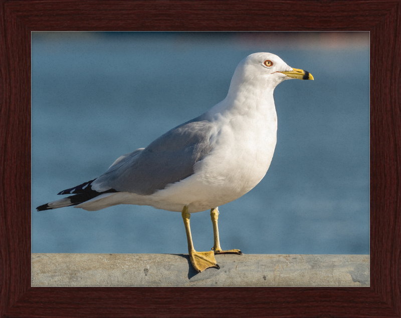 Ring-billed Gull in Red Hook - Great Pictures Framed