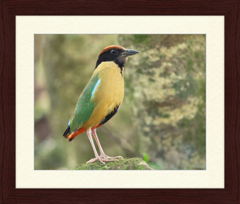 Pitta Versicolor - Kembla Heights - Great Pictures Framed