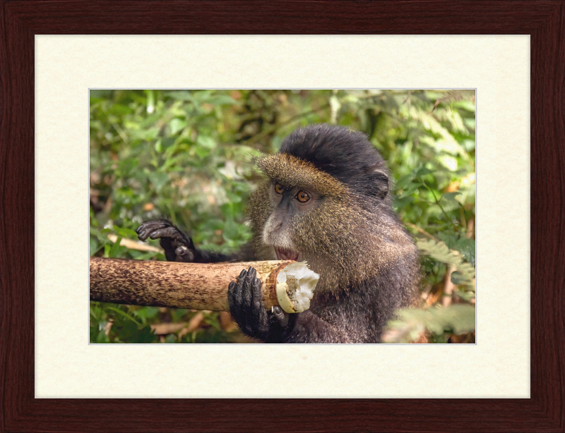 Golden Monkey Eating - Great Pictures Framed