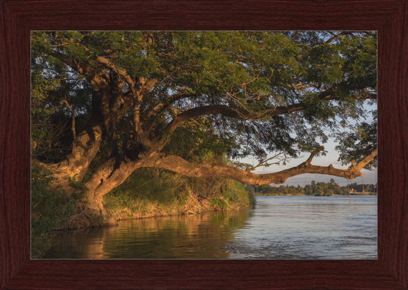 The Albizia Saman - Great Pictures Framed