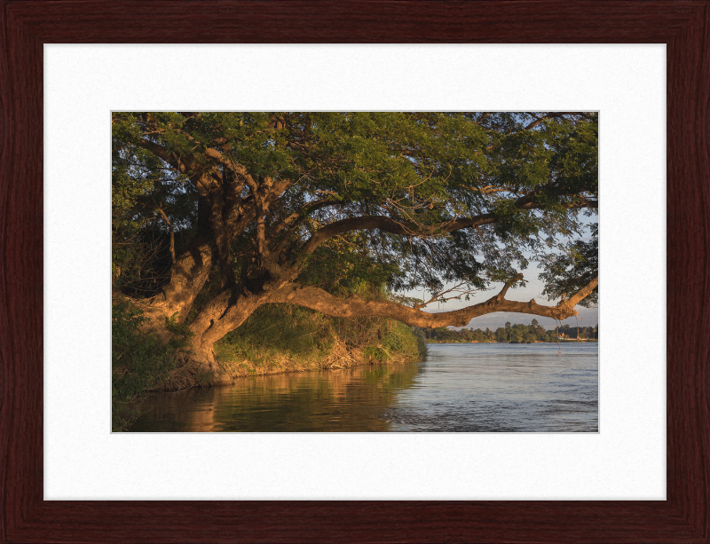 The Albizia Saman - Great Pictures Framed