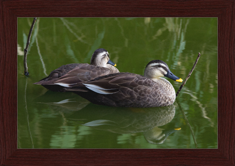 Spot-billed Duck, Tennoji Park, Osaka, Japan - Great Pictures Framed