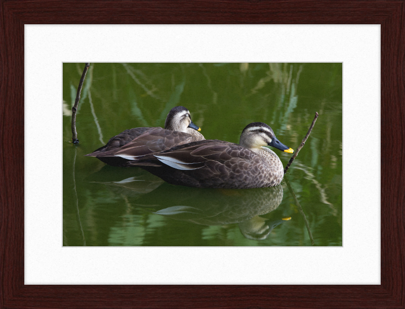 Spot-billed Duck, Tennoji Park, Osaka, Japan - Great Pictures Framed