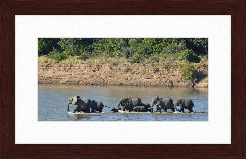 Loxodonta africana South Luangwa National Park (1) - Great Pictures Framed