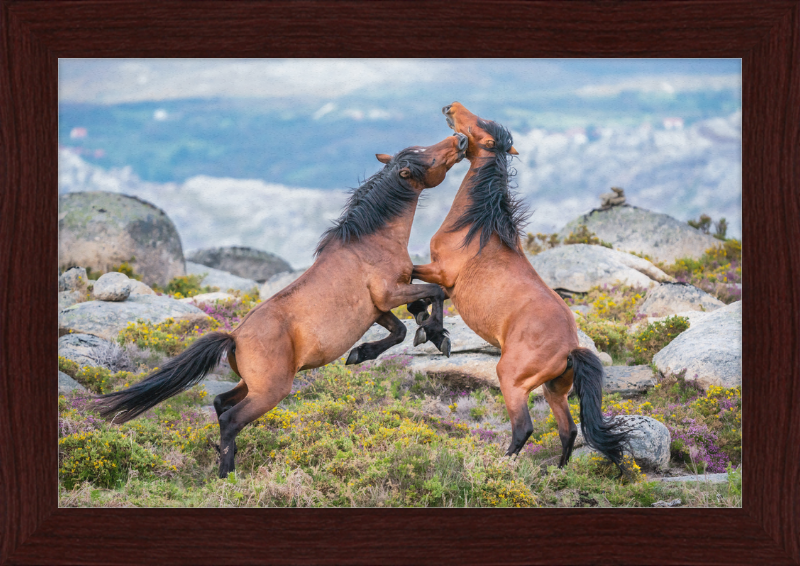 Garranos Fight - Great Pictures Framed