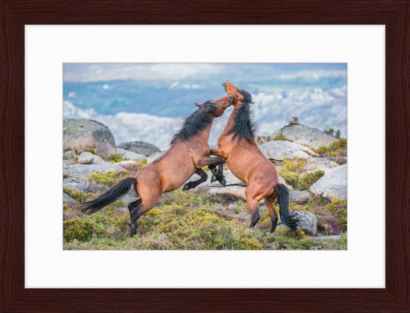 Garranos Fight - Great Pictures Framed