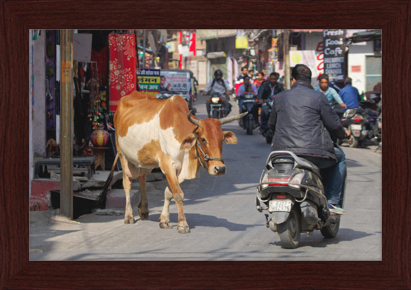 A Cow on the Streets of Udaipur - Great Pictures Framed