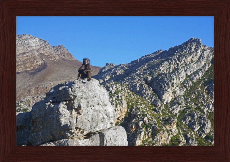 The Steenbras River Gorge Monkey - Great Pictures Framed