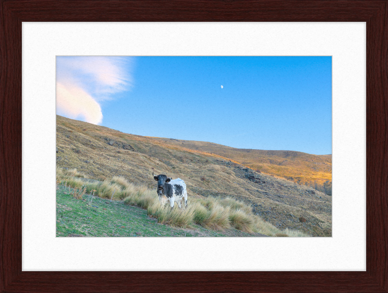 Cow in Sierra Nevada National Park - Great Pictures Framed