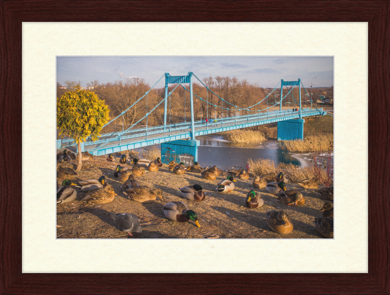Ducks on the Embankment - Great Pictures Framed