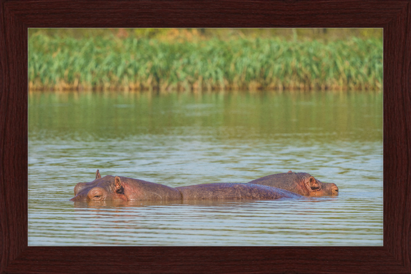 Hippos – Lake Tana near Bahir Dar, Ethiopia - Great Pictures Framed