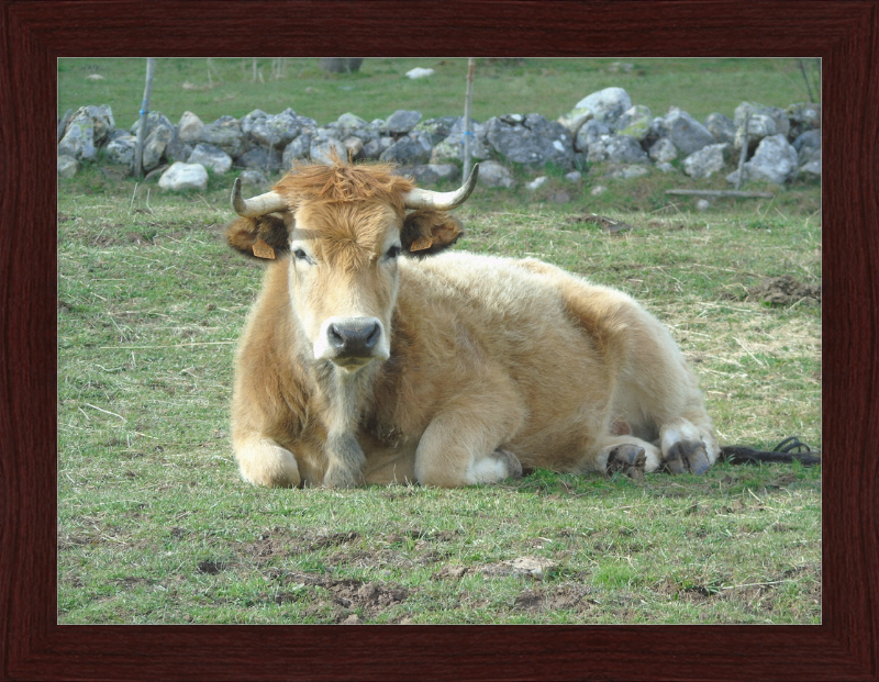 A Bull in San Emiliano - Great Pictures Framed