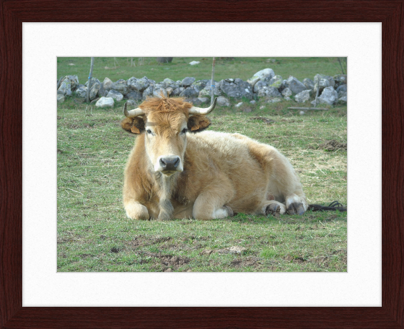 A Bull in San Emiliano - Great Pictures Framed