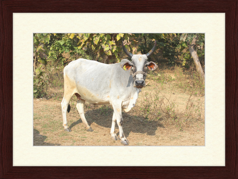 Bhopal Cow - Great Pictures Framed