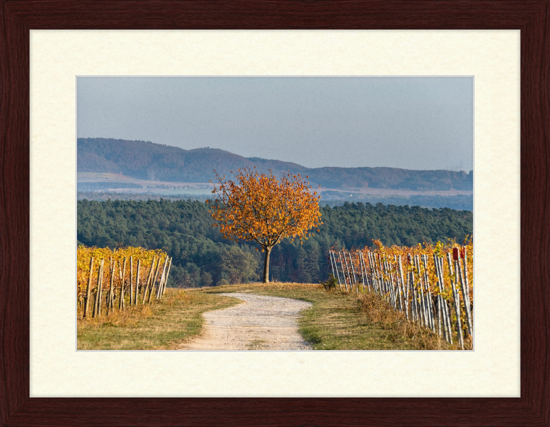 Volkach Hallburg Vineyard - Great Pictures Framed