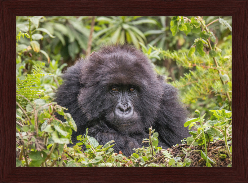 A Mountain Gorilla in Rwanda - Great Pictures Framed