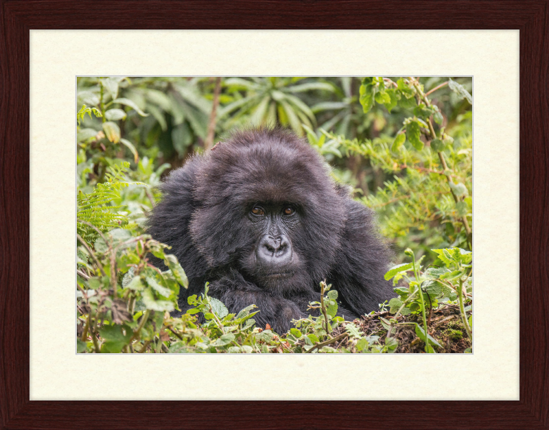 A Mountain Gorilla in Rwanda - Great Pictures Framed