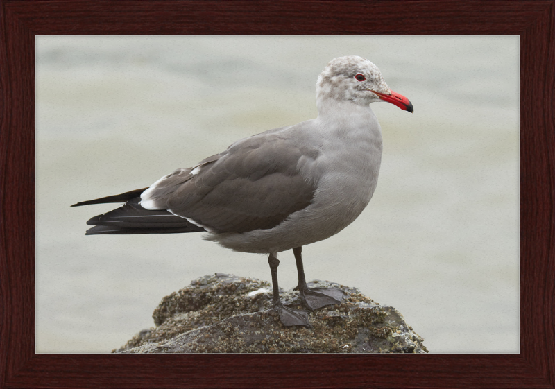 Larus Heermanni at Richardson Bay - Great Pictures Framed