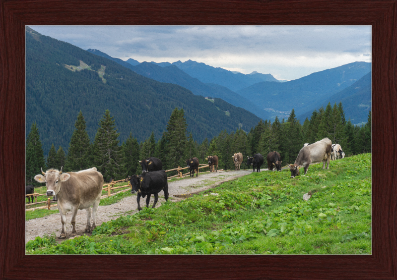 Grazing Cows at the Ritorto Hut (Adamello Brenta Nature Reserve) - Great Pictures Framed