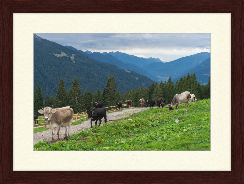 Grazing Cows at the Ritorto Hut (Adamello Brenta Nature Reserve) - Great Pictures Framed