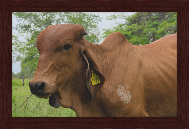 A Regal Cow in Baláncan, Mexico - Great Pictures Framed