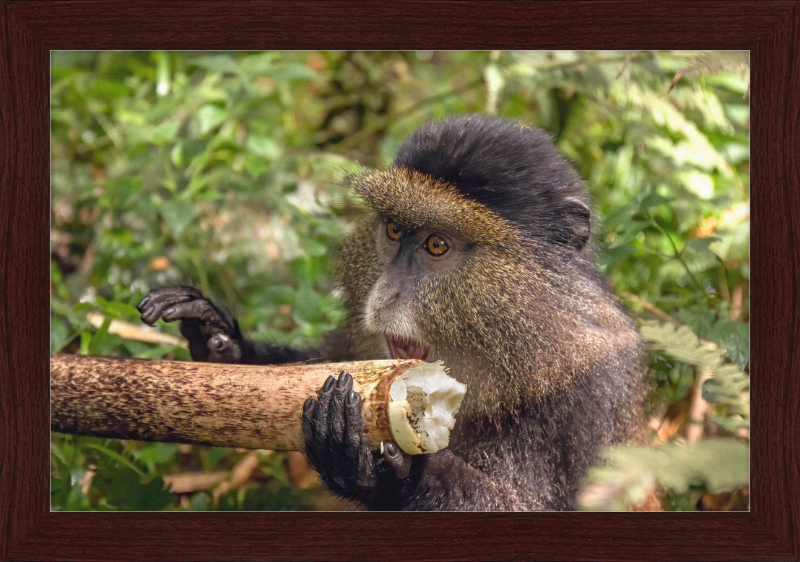 Golden Monkey Eating - Great Pictures Framed