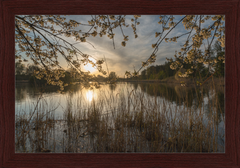 Oedlerteich in Kirchspiel, Dülmen - Great Pictures Framed