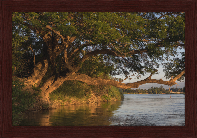 The Albizia Saman - Great Pictures Framed