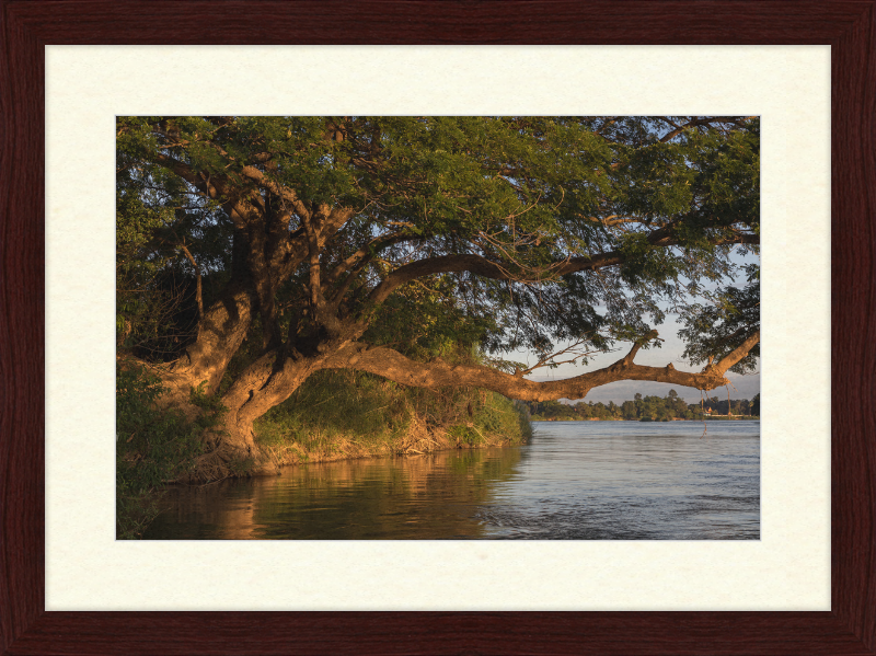 The Albizia Saman - Great Pictures Framed