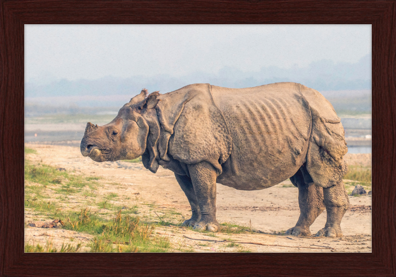 Indian Rhinoceros - Great Pictures Framed