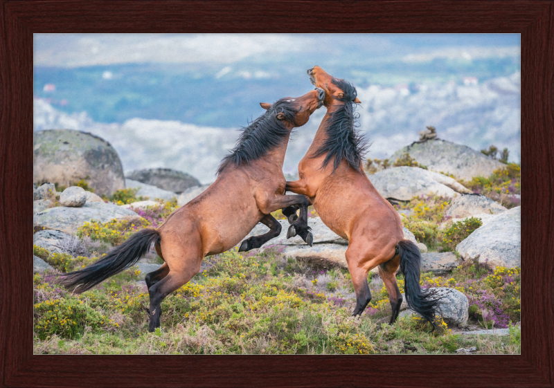 Garranos Fight - Great Pictures Framed