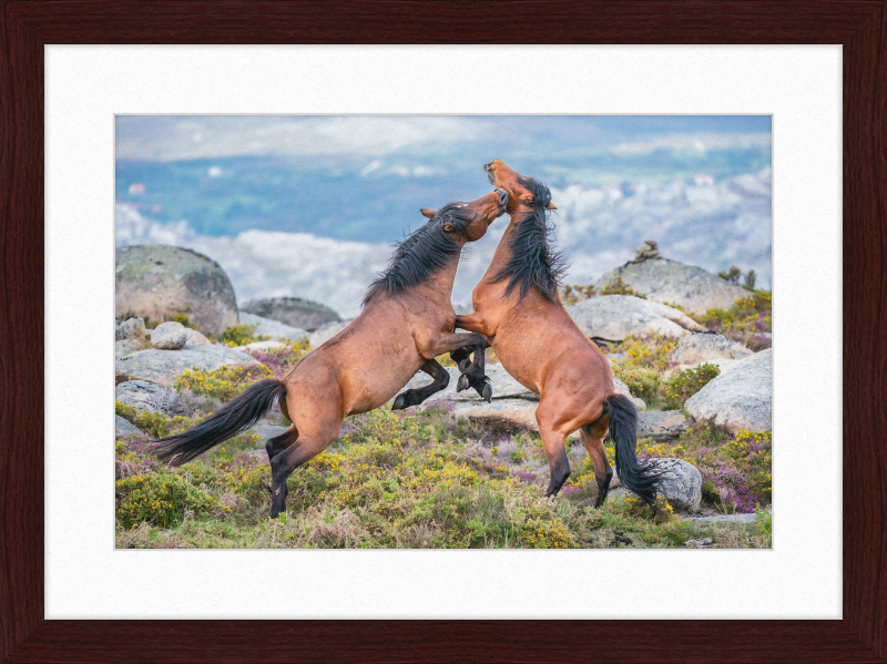 Garranos Fight - Great Pictures Framed