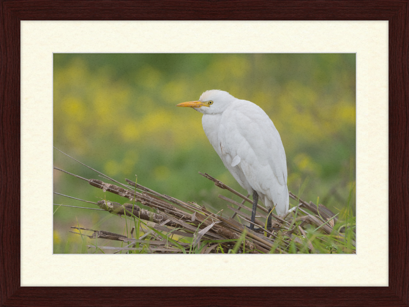 Cattle Egret on a Lake South of Tunis - Great Pictures Framed